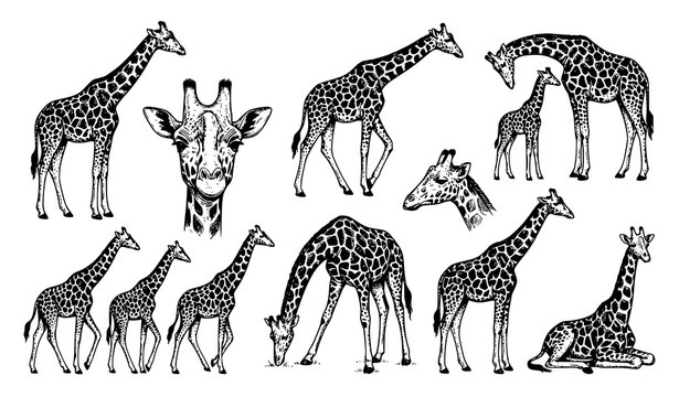 Giraffe Animal Sketch, Safari Wildlife and African Nature Vector Illustration Set