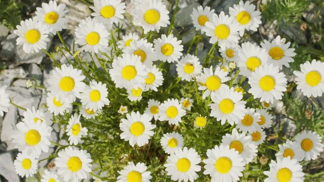Overhead shot showing clusters of white daisy flowers growing close together in natural surroundings
