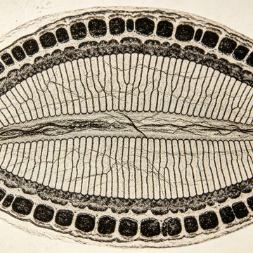 Transmission electron microscopy images of ultrathin sections of Arabidopsis thaliana chloroplasts, osmium tetroxide staining, grana and stroma lamellar structure.