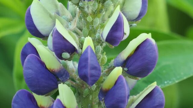 Lupin Aphids on Lupin flower head