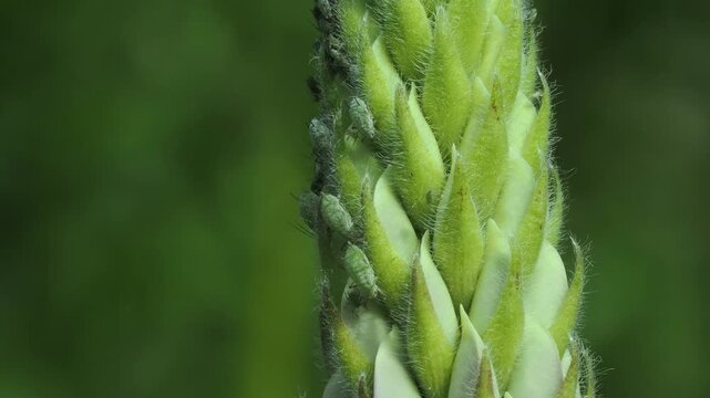Colony of Macrosiphum albifrons feeding on lupin bloom