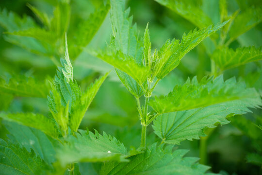 stinging nettle plant close-up urtica dioica herbal leaf gree fresh weed