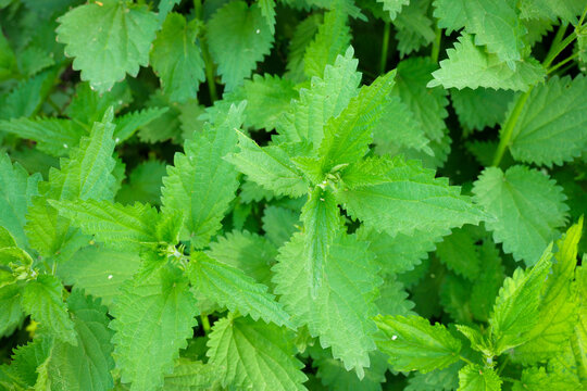 stinging nettle plant close-up urtica dioica herbal leaf gree fresh weed