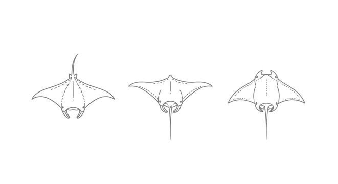 Detailed line drawings of three manta ray variations.