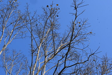 Obraz premium Without Leaves Ficus religiosa tree in the autumn season. Its other names are the bodhi tree, pippala tree, peepul tree or ashwattha tree. 
