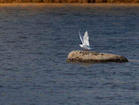 Common tern (sterna hirundo) bird