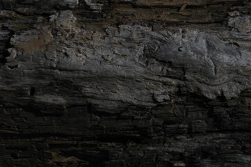 tree bark texture © orsinico