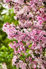 Obraz premium Pink flowers cover the branches of a tree in a garden. The flowers bloom under daylight with green leaves surrounding them. This scene captures the beauty of nature in a spring setting.