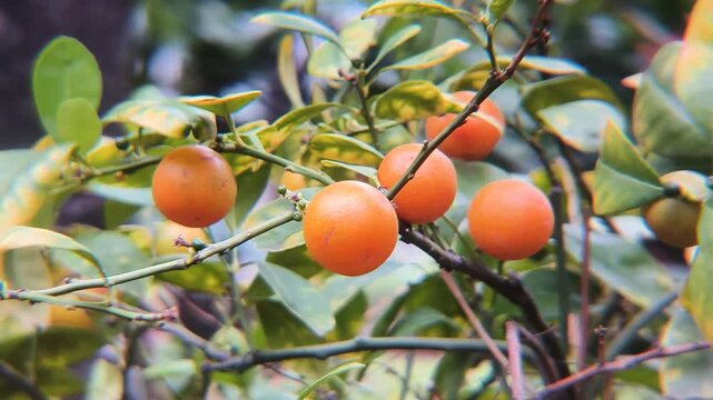 Ripe kumquats grow on the green branches of the tree. Small citrus fruits ripen on the plant, ready to be harvested. Healthy organic food grows in the sun for sustainable farming.