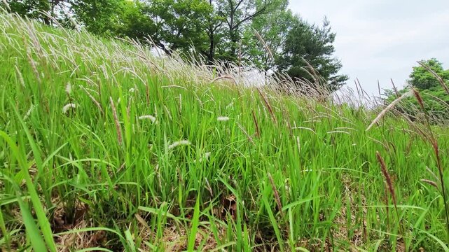 イネ科の多年草・チガヤ・Imperata cylindrica／쌀과의 다년초 &middot; 치가야 &middot; Imperata cylindrica／Imperata cylindrica, a perennial grass belonging to the Poaceae family.