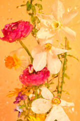 Fototapeta premium Close up mixed spring bouquet behind glass with water droplets, orange background, vertical floral composition, soft light, copy space, abstract spring mood. 