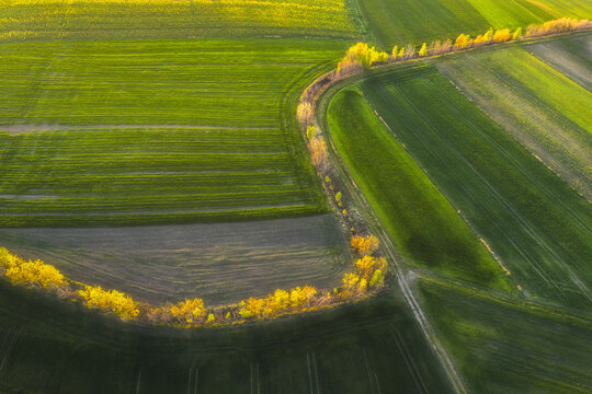 Aerial view of vibrant green agricultural fields and a winding line of yellow trees during golden hour Podkarpackie Voivodeship, Poland.