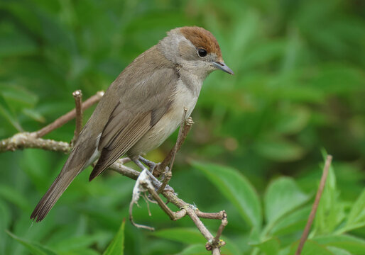 A female Blackcap, Sylvia atricapilla, perching on a branch of a tree in springtime. It is hunting for food to feed its babies in a nearby nest.