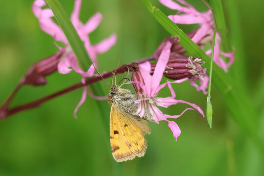 A Burnet Companion Moth, Euclidia glyphica, pollinating a ragged robin wildflower.