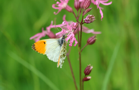 A male Orange-tip Butterfly, Anthocharis cardamines, pollinating a ragged robin wildflower.