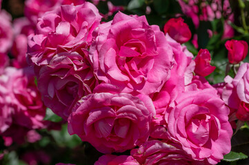 Obraz premium 薔薇 花の名前は ローズうらら