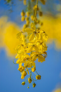 Golden blossoms in nature close-up photography bright outdoor floral scene