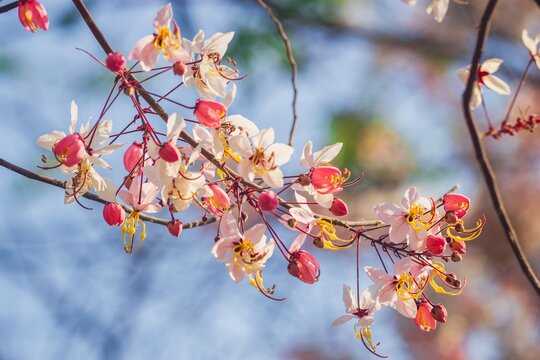 Blossoming cherry flowers springtime garden nature photography soft focus beauty