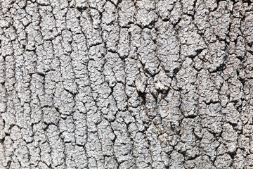 Fototapeta premium Weathered gray tree bark with intricate cracked patterns