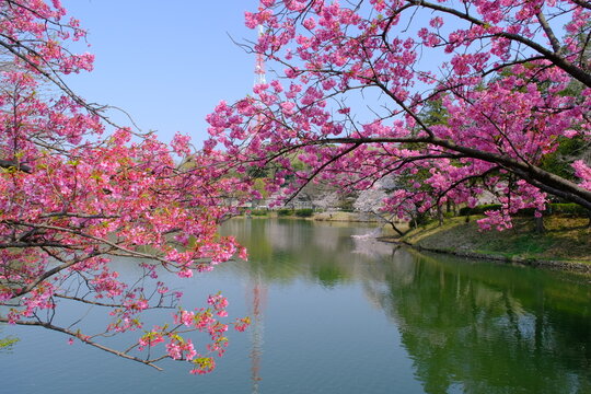 桜咲く三ッ池公園　神奈川県横浜市