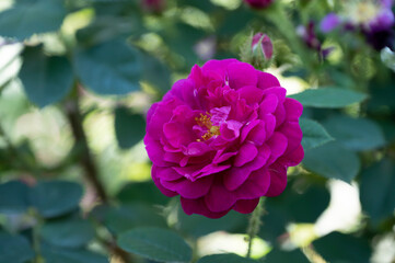 Obraz premium 薔薇 花の名前は アンリ マルタン
