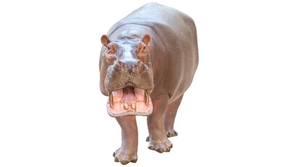 hippopotamus looking at camera, safari concept, hippopotamus PNG, on Transparent background © Fai