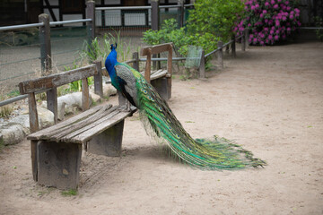 Fototapeta premium Majestic Peacock Sitting on a Bench with Closed Plumage
