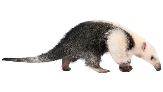 Tamandua, anteater, png, 