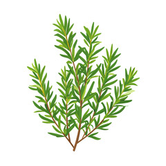Fototapeta premium Aromatic Rosemary Herb Sprig Isolated on White