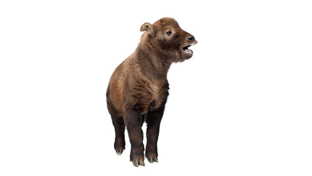 Mishmi takin PNG, on Transparent background