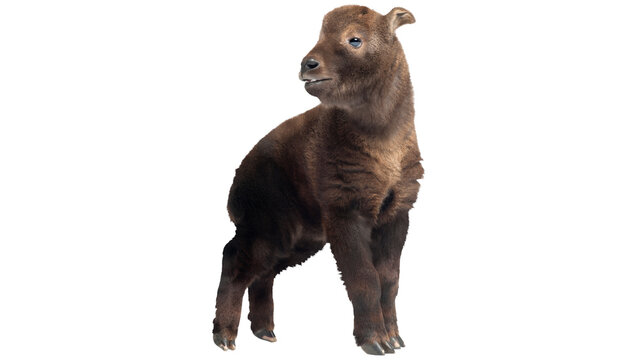 Mishmi takin PNG, on Transparent background