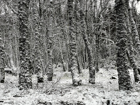Aerial view of Covao d'Ametade featuring snow-covered trees and frosted branches in a dense winter forest in Loriga, Guarda District, Portugal.