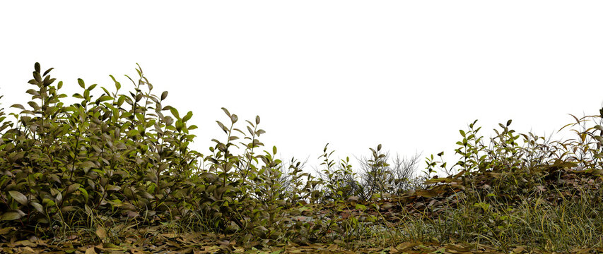 Green plants and shrubs cover the ground in a natural area. Some leaves are scattered on the soil. The setting shows signs of growth during the afternoon light in a rural landscape. 3d render