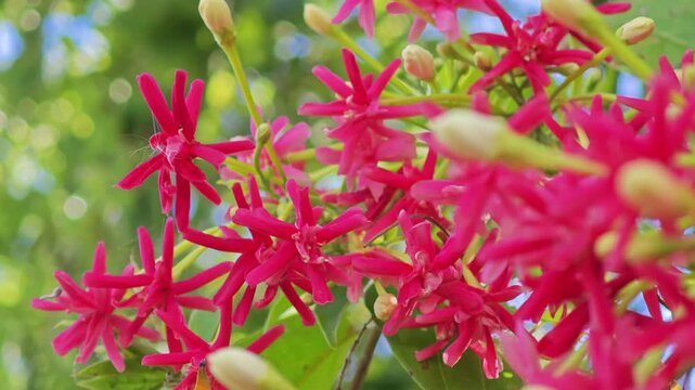 Rangoon Creeper Flower in Garden.