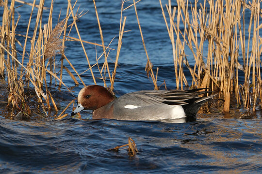 Male Eurasian Wigeon Swimming in the Water at WWT Welney Wetland Centre