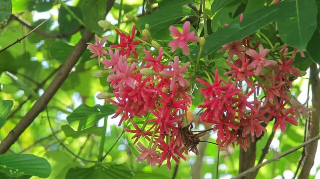 Rangoon Creeper Flower in Garden.
