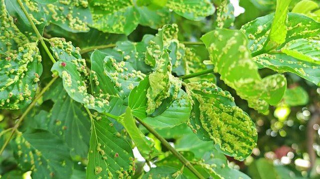 Rangoon Creeper Leaves Infected by Eriophyid Mites.