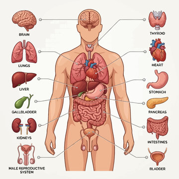 Human body anatomy illustration shows internal organs and systems