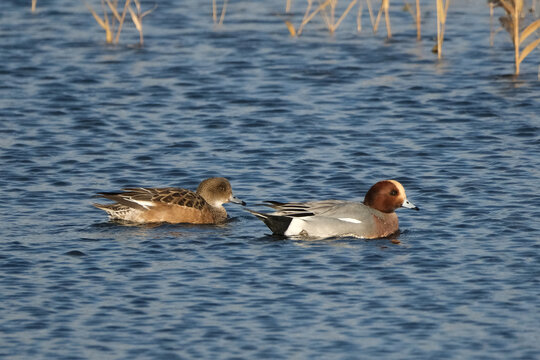 Eurasian wigeon duck pair swimming in the water at Welney Wetland Centre