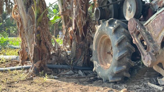 The working blade assembly of a compact soil tiller stands near the base of a banana tree inside a tropical plantation zone prepared for planting operations. Land preparation.