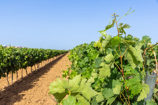 Yield and efficiency in the agricultural sector: Rows of mature vineyards with lush green leaves grown under the trellis system for wine production.