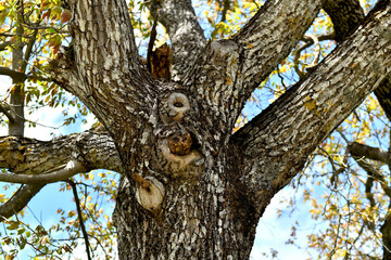 Obraz premium Old Tree Trunk Texture With Detailed Bark Pattern and Branches Close Up Nature Background