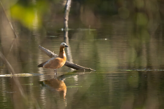 Wild ruddy shelduck standing in a tranquil wetland pond illuminated by warm golden sunlight