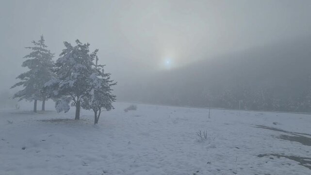 Misty Winter Landscape with Snow Covered Trees and Sun Through Fog