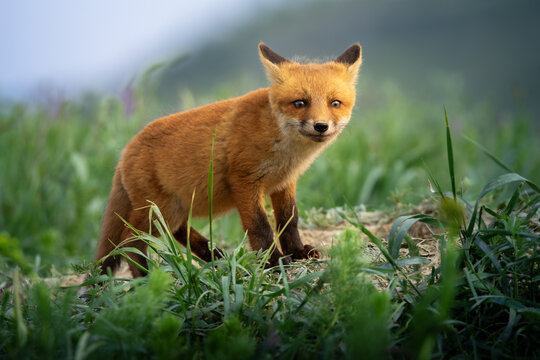 cute fox cub beside den portrait