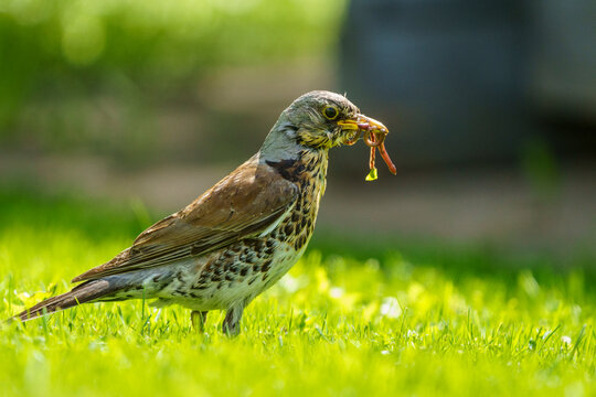 Fieldfare, Turdus pilaris with worms in his beak