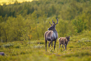 Reindeers, Rangifer tarandus © Mats