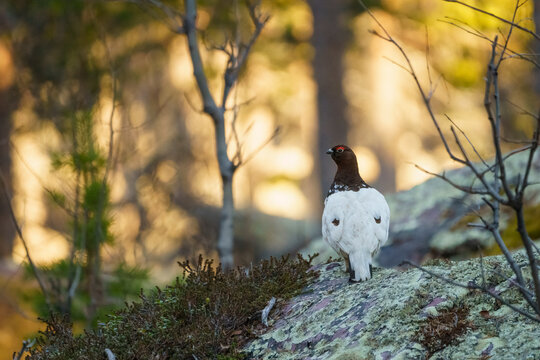 Willow ptarmigan, Lagopus lagopus in Stora sj&ouml;fallet national  park