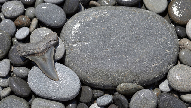 Fossilized shark tooth on grey smooth sea pebbles stone background
