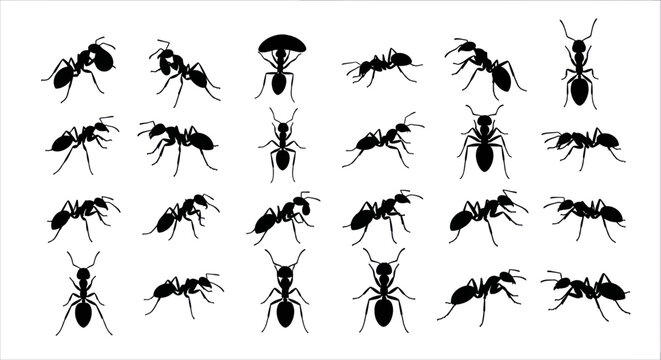 Collection of Black Ant Silhouettes on White Background